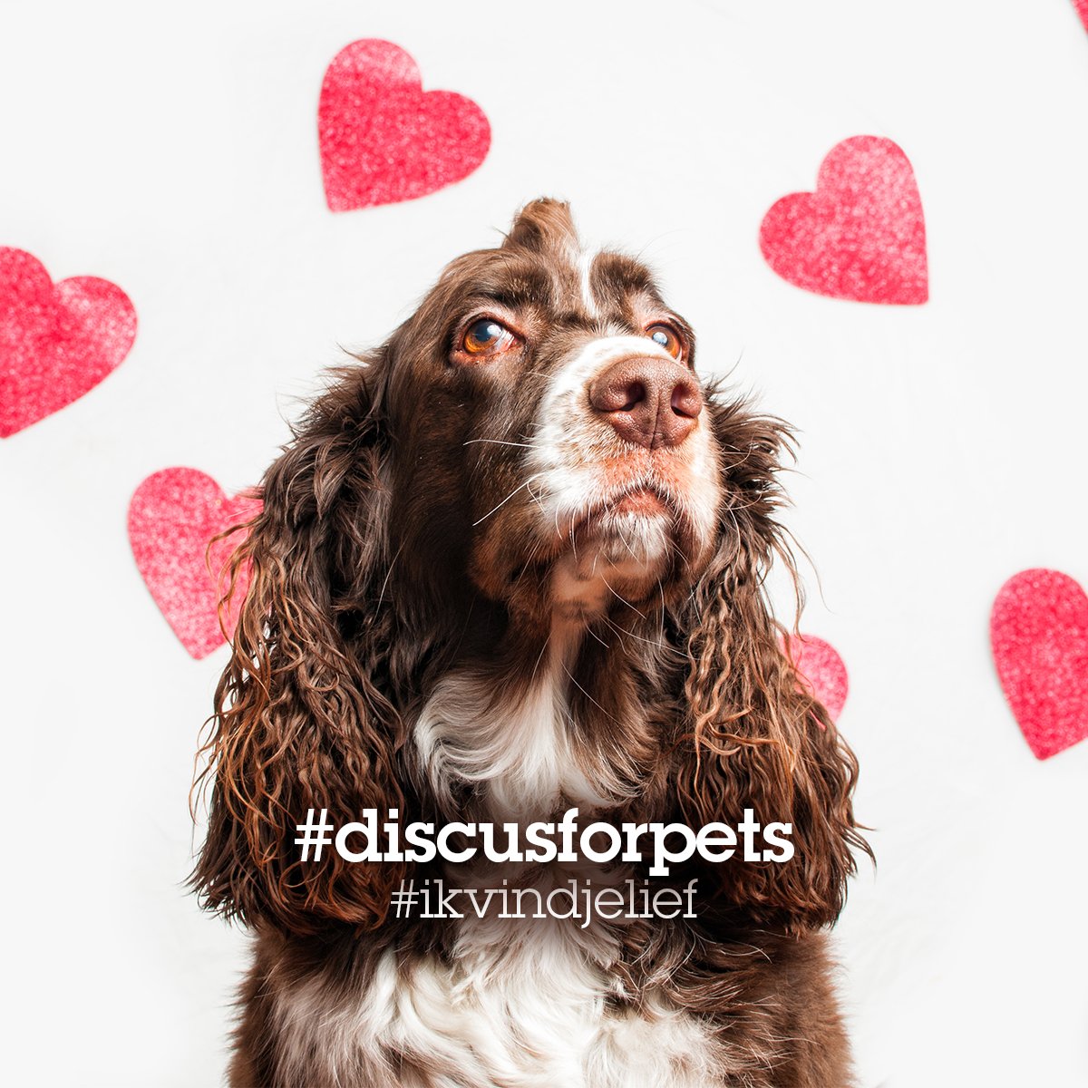DiscusNL's tweet photo. Valentijnsactie 💕 Win een -vol met liefde- verwenpakket t.w.v. € 50,- https://t.co/KGtNPRDyzb #discusforpets #ikvindjelief #valentijnsdag #winactie https://t.co/sU4j3wnzRC