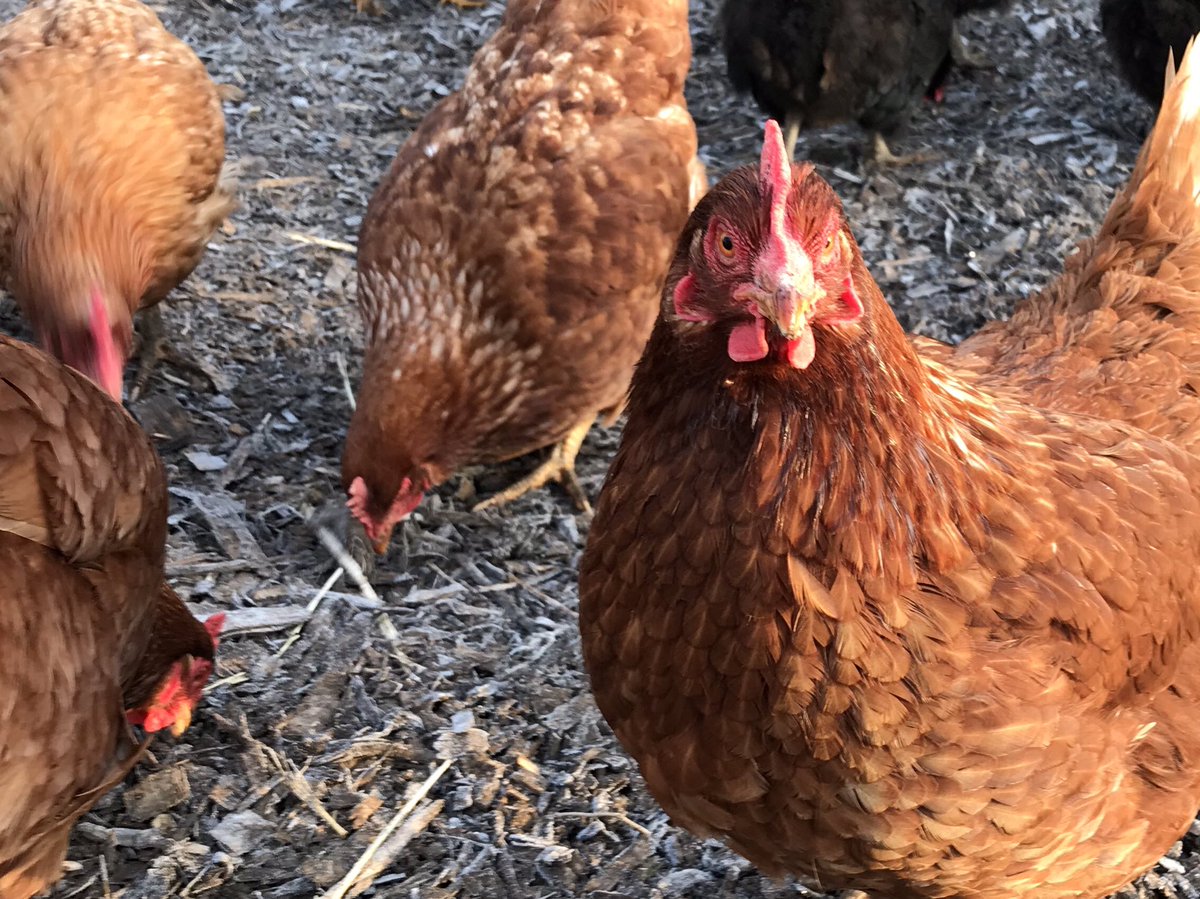 Tom Percival tweet media