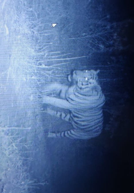 It is with pleasure we announce that presence of a tiger has been confirmed in Sant village of Santrampur ,Mahisagar Gujarat