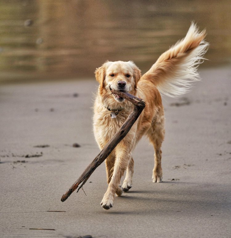 Goldenjays_'s tweet photo. Gandalf won’t mind if I borrow his staff. 🤣❤️🐶 #happygolden #goldenjays #OregonCoast https://t.co/VKONZEfCIq