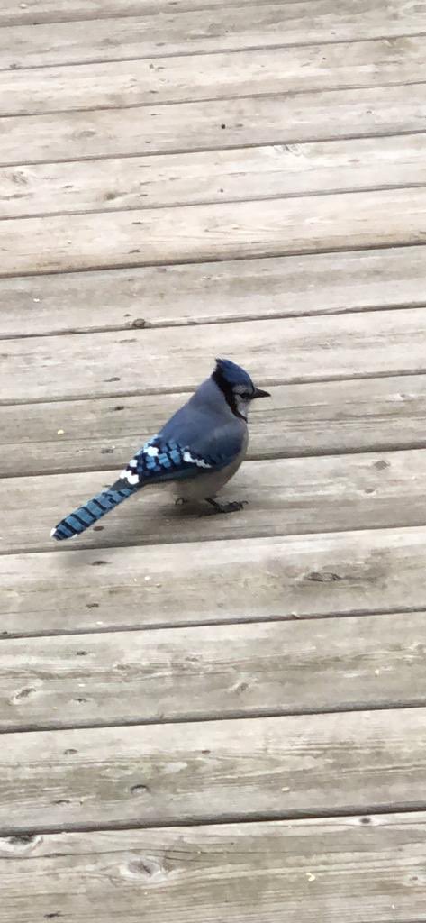 العصفور الذي نثرت له الفتات المبلل هذا الصباح كان ينظر إلي بازدراء و كأنه كان يعرف من منا يطعم  الآخر !!