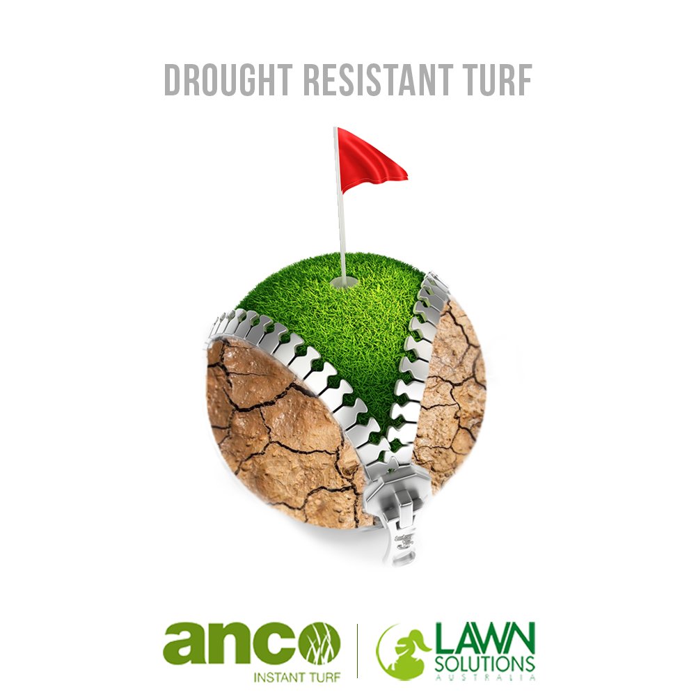 Ancoinstantturf's tweet photo. Did you know?

Sir Walter DNA Certified Buffalo grass is easy to lay and will tolerate various soil types and PH levels. It truly is the go anywhere and grow anywhere grass for Australia.

https://t.co/2i4ZgPEO6r

#Turf #InstantTurf #Lawn #InstantLawn https://t.co/CuXEh2zMHv