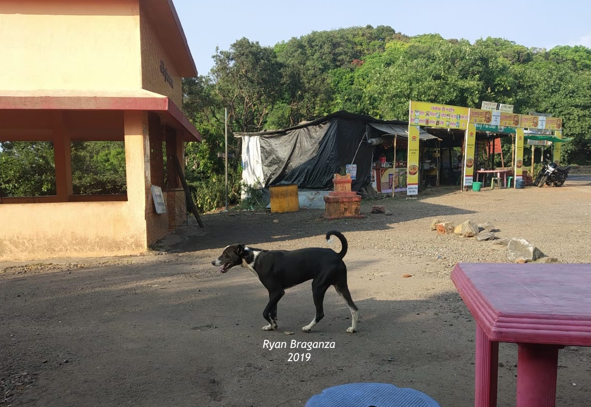 RajashreeKhalap's tweet photo. Working #villagedogs clicked by Ryan Braganza in Amboli Ghat, south coastal Maharashtra. Ten #INDogs are kept with this large flock of goats and accompany them to their grazing sites. A common role in rural India. 
#landracedog #primitivedog #IndianNativeDog #aboriginaldog https://t.co/LC3lg873vb