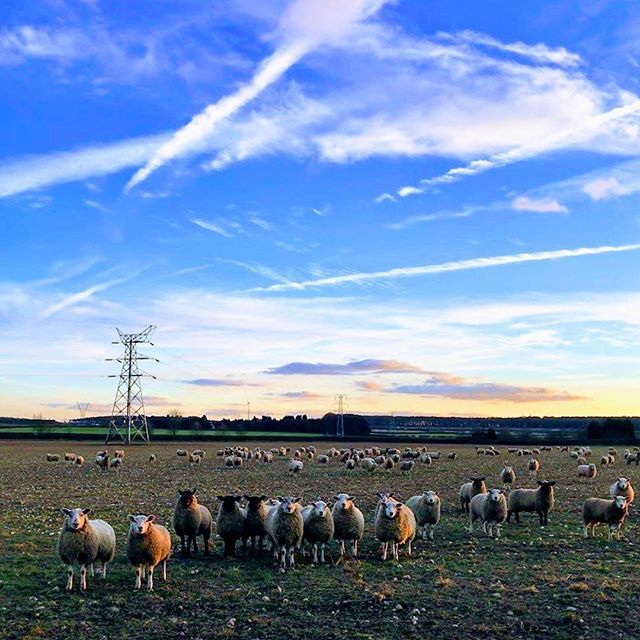 _StephenRiley_'s tweet photo. 👀 Looks like I’ve got some new followers! 😆🐑 #photoshootwithfans #photooftheday #igdaily #instamood #sheepwatching #sheep #picoftheday #marvelous_shots #photographyislife #farmlife🚜 #photographyeveryday #lovephotography #photographystudent #iphone7pl… https://t.co/jYaIysITpC https://t.co/BkaX41Hmua