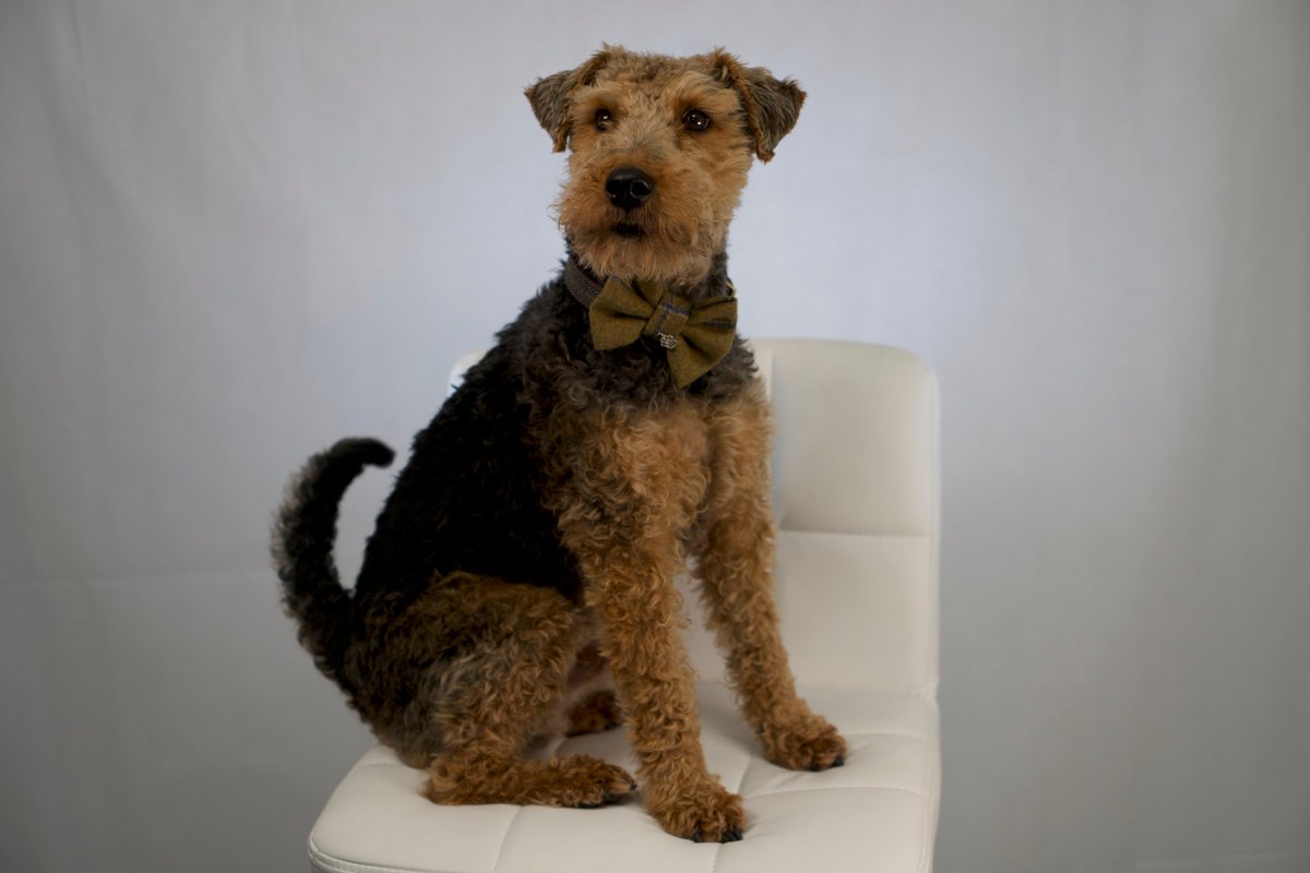 Work photo shoot, so of course Ted gets involved #dogsatwork #dogmodel #welshterriers