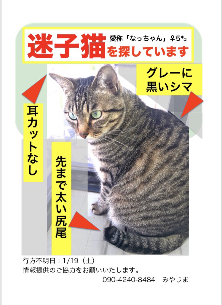 【中古】 迷い猫のしつけ方/宙出版/宮原かごめ ⚠️【猫を探しています】⚠️ 拡散希望⚠️ 日時・7月24日から