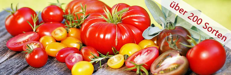 Jetzt ist die optimale Zeit für die Anzucht von Tomatenpflanzen. 
chili-shop24.de/chili-zucht/to…
Wir bieten über 200 seltene und sehr schmackhafte Tomatensorten an.  Anzuchtanleitung, Pflegetipps und einen Wissensartikel zum Thema Tomaten und Gesundheit haben wir natürlich vorbereitet.