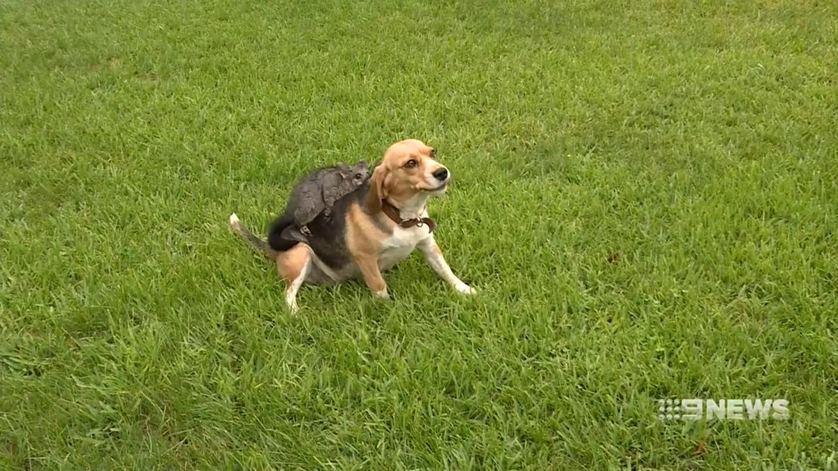 A pet beagle, distraught after losing her litter of puppies, has adopted a baby possum.
#9News | http://9News.com.au