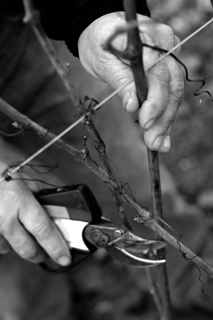 Château_Pavie tweet media
