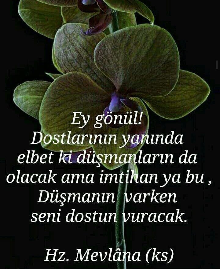 Bir keksa odam eshagini va qozini yaladi