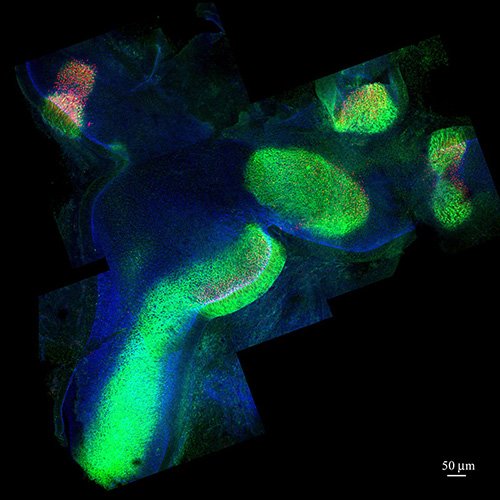 UCLEarInstitute's tweet photo. Day 3, #ARO2019. In the poster session Gabriela Bury (PS947) from @mariachait lab describes pupillometry &amp; listening effort, Jim Sinclair (PS868) is using wheel-running in auditory training. Ziqi Chen from @daudet_n lab gives a talk (PD107) on sensory organ segregation. 👂🧠🔬 https://t.co/HbHhaLavXD