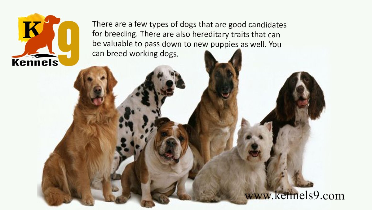 kennels9Pets's tweet photo. https://t.co/coHTZ3JDS0
#Puppies eight to 12 weeks old need four meals a day. #Exercise. #Grooming. #Handling. #Housing. #Licensing and #Identification.
Contact @ +91 - 9912996533, +91 - 7093622605, +91 - 7093622608 https://t.co/w90ZDYO2aV