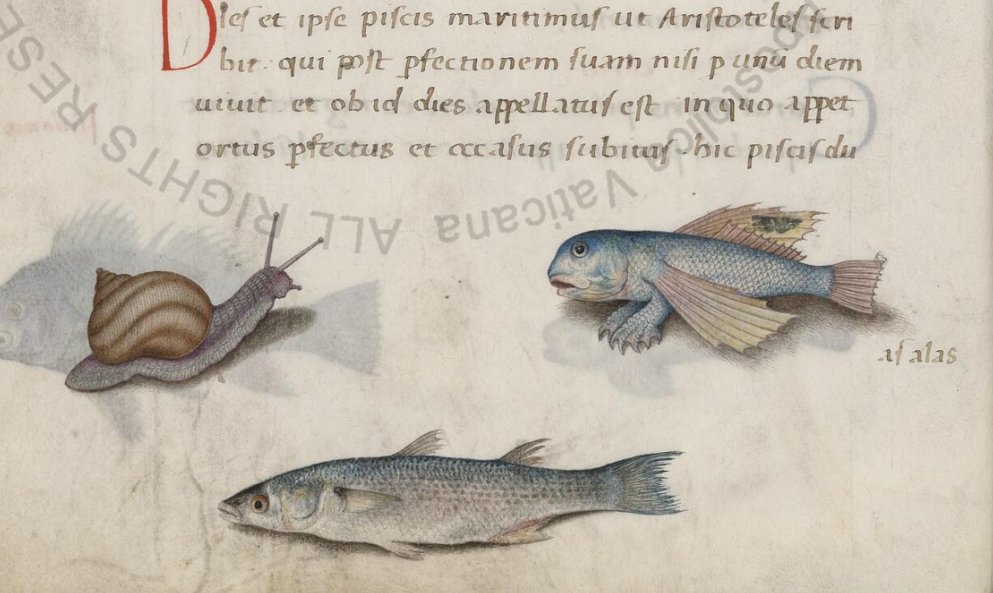 Urb. lat. 276: De Natura Avium et animalium / De Animantium Naturis (1460) by Petrus Candidus Decembrius (illustrations: 16th cent.) - digi.vatlib.it/view/MSS_Urb.l…

#DarwinDay