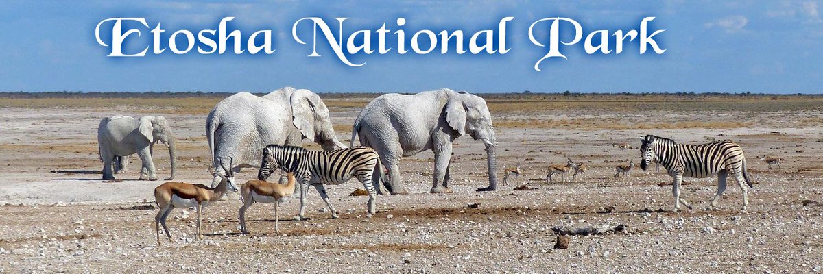 SummitTrailsAdv's tweet photo. #EtoshaNationalPark is the gateway to #NorthernNamibia. It is #Namibia’s leading wildlife location and consists of a large variety of mammals and birds.

Enjoy game-drives and game-viewing on a Safari in Etosha National Park with us @ https://t.co/eoYJQhwGv7 https://t.co/ZWjePVZewh