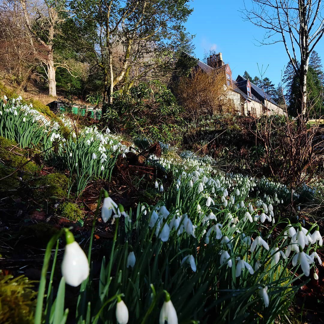 It's that time of year again. Clear blue skies, cold wind & carpets of snowdrops.
#snowdrops #argyll #scotland #garden #scottishgarden #woodland #nature #flowers #stmarysspace #recordingstudioscotland #recordingstudio #musicstudio #creativeretreat #creativespace #writersretreat