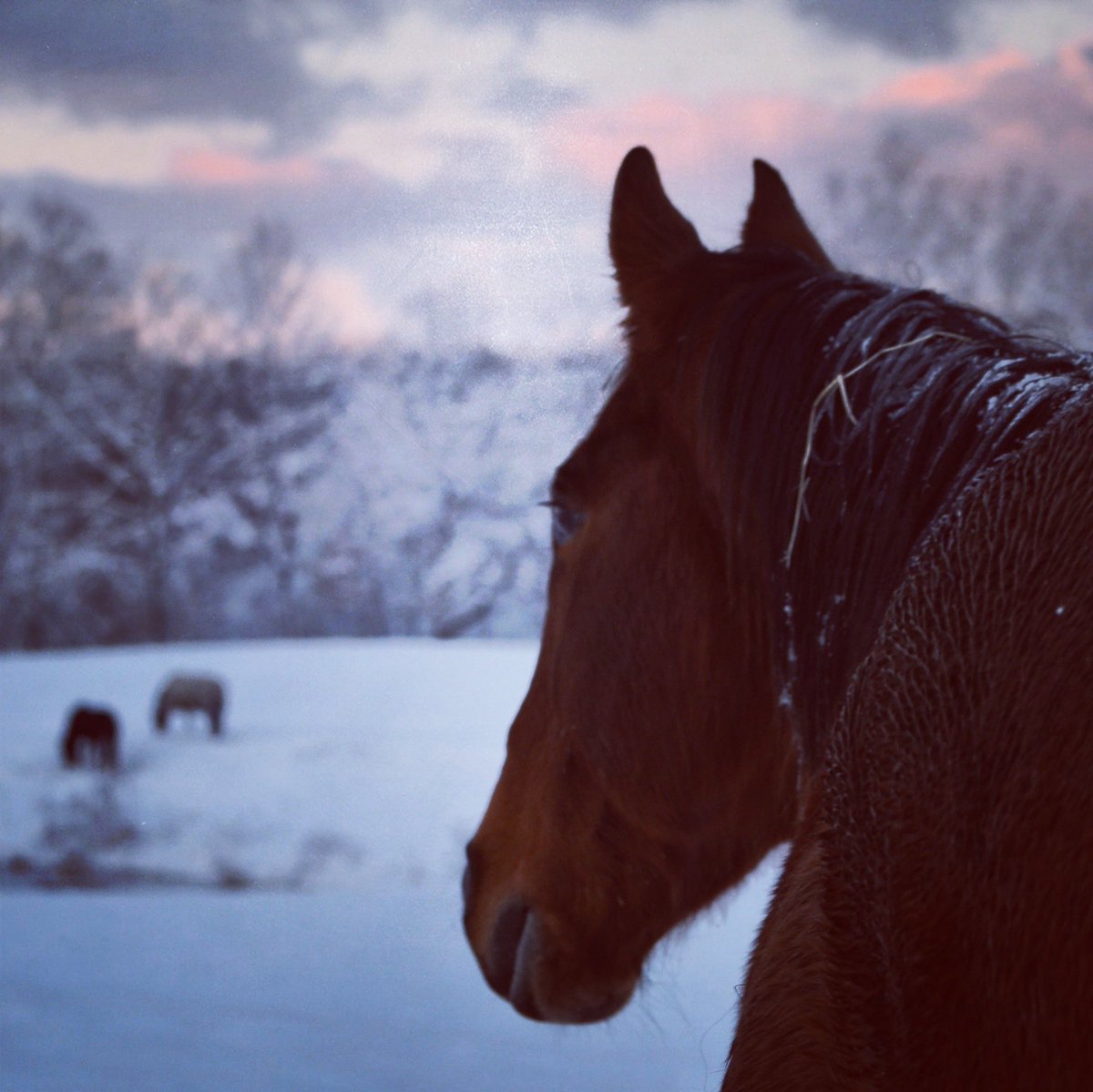 CheffCenter's tweet image. Cheff has CANCELED ALL CLASSES/TREATMENTS Tuesday, February 12th due to weather and road conditions. Stay safe and warm everyone! #iceday #thisisgettingold