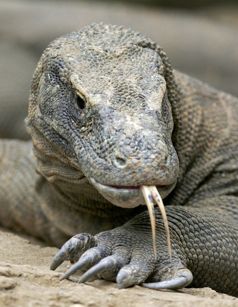 casteldrake's tweet photo. #DarwinDay2019 #DarwinDay Onore a Charles Darwin per la sua #curiosità, per il metodo #scientifico e la pazienza. Utilissimi quando si cerca di incontrare un #drago. Impossibile? No, più semplice di quanto tu creda... https://t.co/stJlwXCLDc https://t.co/gA0DLLMDm2