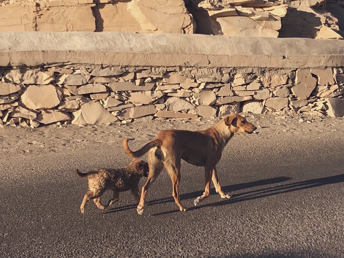 The Royals - born and lives in the valley of Kings ☀️☀️☀️☀️☀️☀️ #dog #puppylove #valleyofkings #desert #Egypt