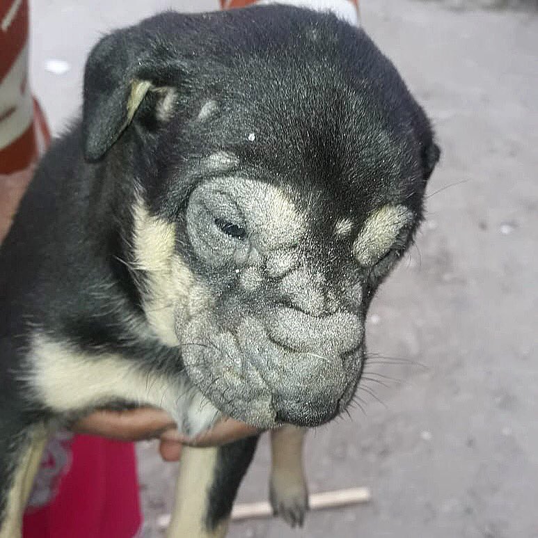 This #cute #lil #pup is #suffering from a kind of #skin #disease , which if not #treated properly can wither off the #fur and #skin. Need #urgent #funds for his #treatment. #Please help , please #support , #please #donate. 
#dogs #helpanimals #donateforanimals #sickanimals #care