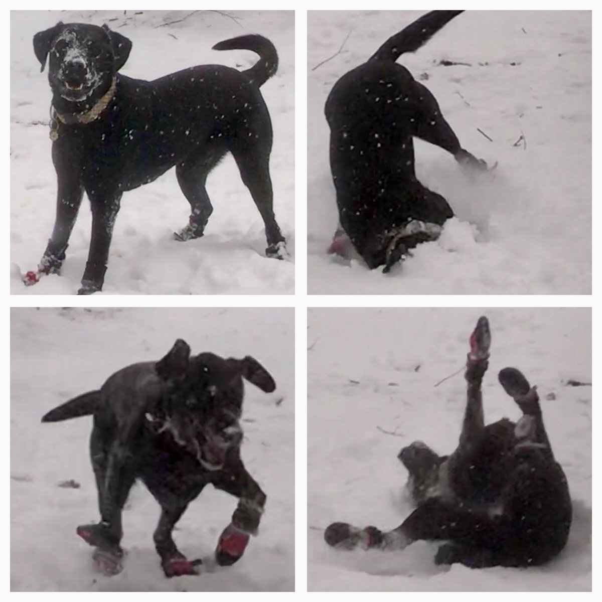 _Erynn's tweet image. #snowday