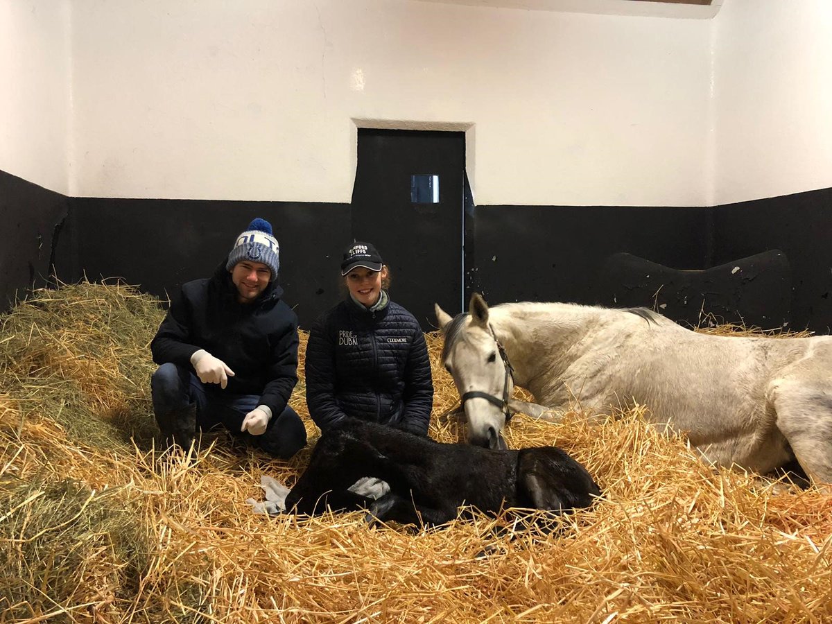 IrishNatStud's tweet image. Week 4 Student Blog from Jock Ferguson (AUS) and Niamh Crehan (IRE)
#INSbreedingcourse 
irishnationalstud.ie/student-blog-f…
