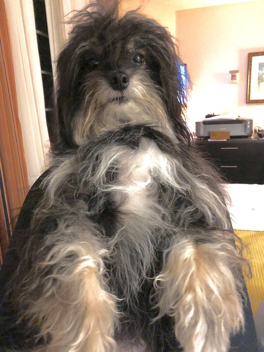 Instanshots's tweet photo. Riley loves posing https://t.co/loLTGzL2Or