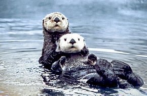 _Naeray's tweet photo. La loutre de mer, le plus petit mammifère marin au monde, est en danger d'extinction.
Réputée pour avoir la fourrure la plus dense du monde, l'espèce est menacée par le commerce de la fourrure, la pollution de la mer, la pêche et le réchauffement climatique.

L'heure est grave. https://t.co/U0PBVm0Txf