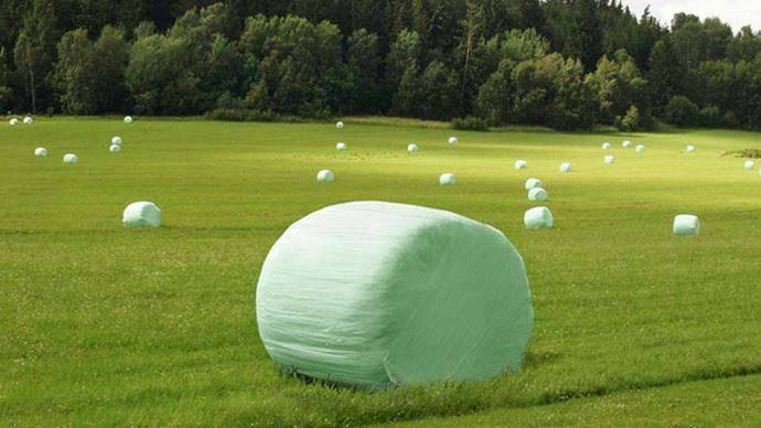 ComplotsFaciles's tweet image. Rare photo de Chamallow à l'état sauvage