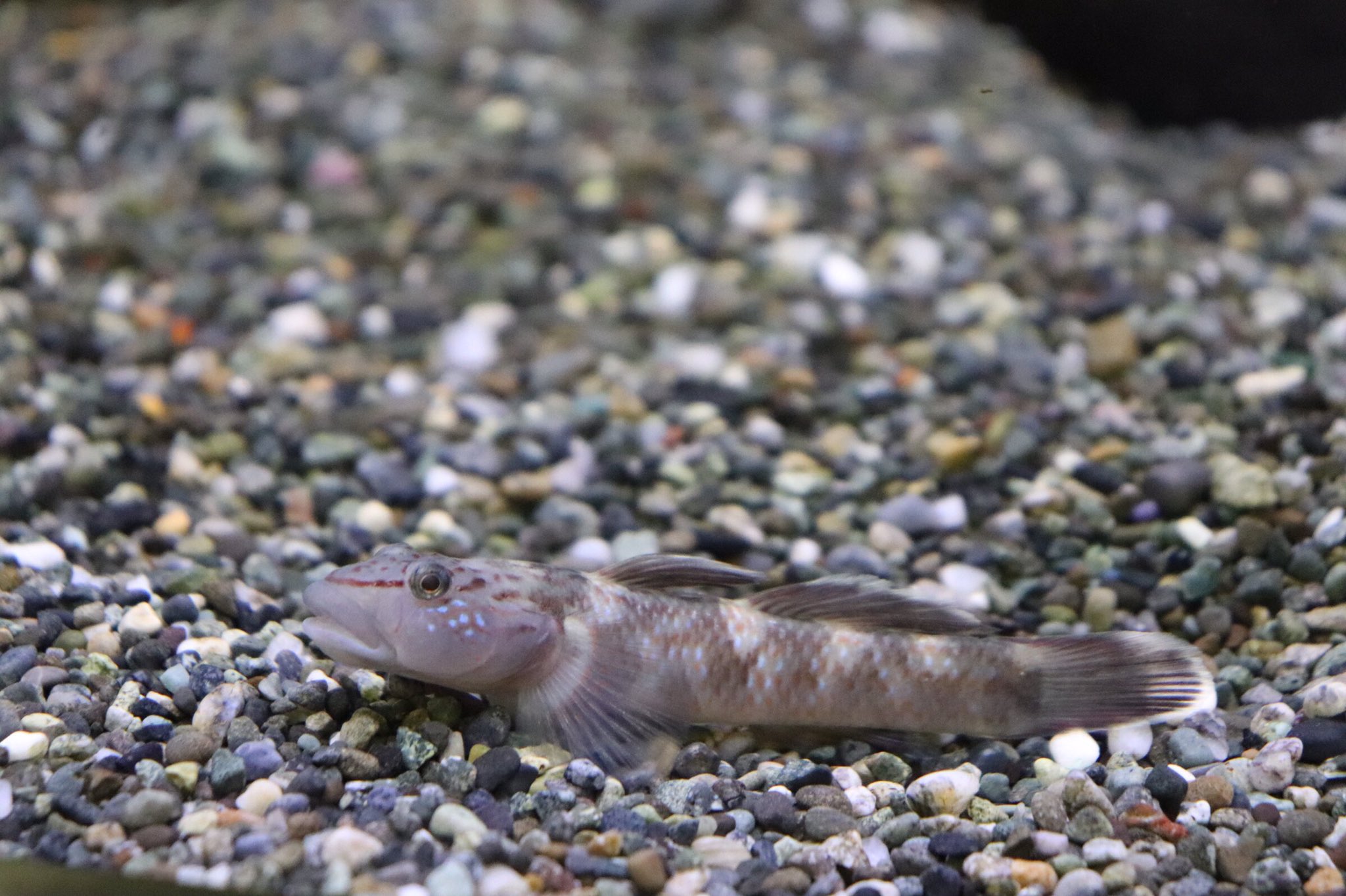 メダカ ドリームワールド ブログ更新しました 今日は久々の学校でした 久しぶりに見る魚達 その中でも特に僕のお気に入りのルリヨシノボリという魚がいます 今日はそのヨシノボリ達についてお話します メダカドリームワールド Mdw オリジナル メダカ ドリームワールド ブログ更新しました 今日は久々の学校でした 久しぶりに見る魚達 その中でも特に僕のお気に入りのルリヨシノボリという魚がいます 今日はそのヨシノボリ達についてお話します メダカドリームワールド Mdw オリジナル
