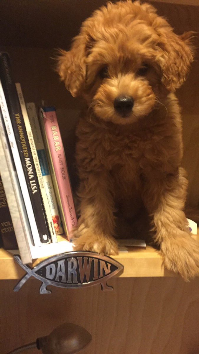 CharlieDogwin's tweet photo. Happy birthday to my namesake!!! #DarwinDay https://t.co/nNwHr8hwRz