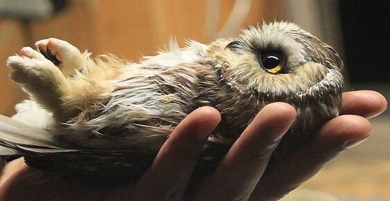 PardueSuzanne's tweet photo. We are here to heal, not harm.
We are here to love, not hate.
We are here to create, not
destroy...

- Anthony Douglas Williams https://t.co/qFFn95wRIt