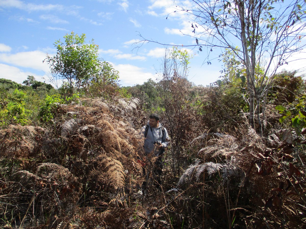 JHForestScience's tweet photo. Bolivia 2018: Photos from a ecotonal transect. The savanna - humid forest transition in Eastern Bolivia. The boundary between the two ecosystems is sometimes very sharp, due to fire disturbance, but sometimes very blurred. @ForestPlots #rainforest #ecotone #bolivia @UniRdg_GES https://t.co/waFgAlw18s