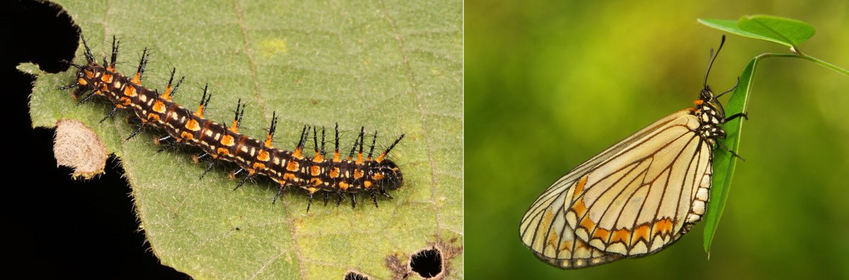  #METAMORPHOSIS - Yellow Coster  #Butterfly (Acraea issoria, Heliconiinae, Nymphalidae) https://flic.kr/p/QVLDwR  #insect  #China  #Yunnan  #Lepidoptera  #entomology