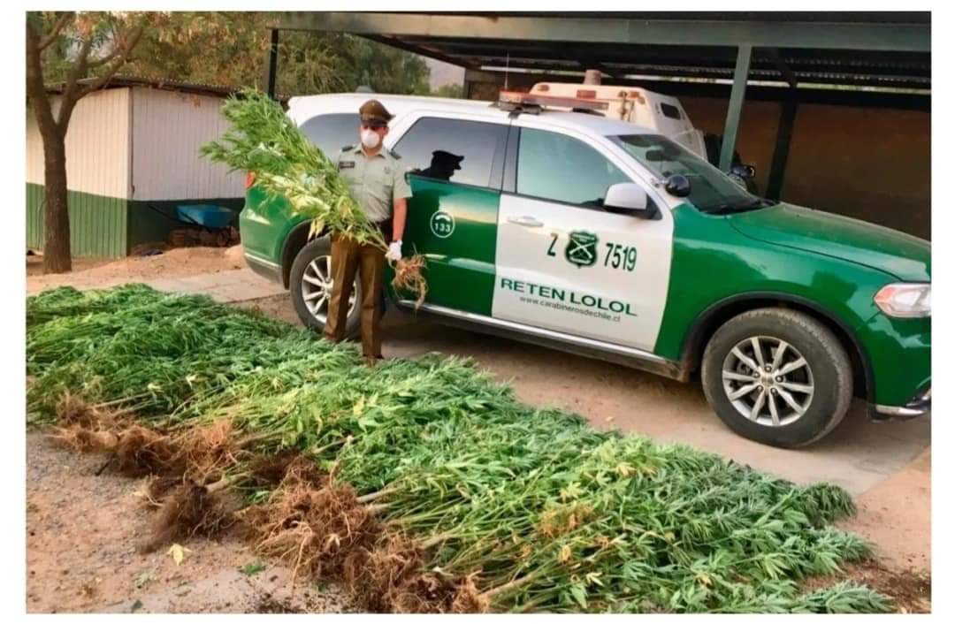 hualavision's tweet photo. Lolol, incautan plantas de marihuana, por el orden de los 11,5 millones de pesos. @Victor_Curico ; información en fanpage hualavision canal 10 https://t.co/QrTbaCDwSl