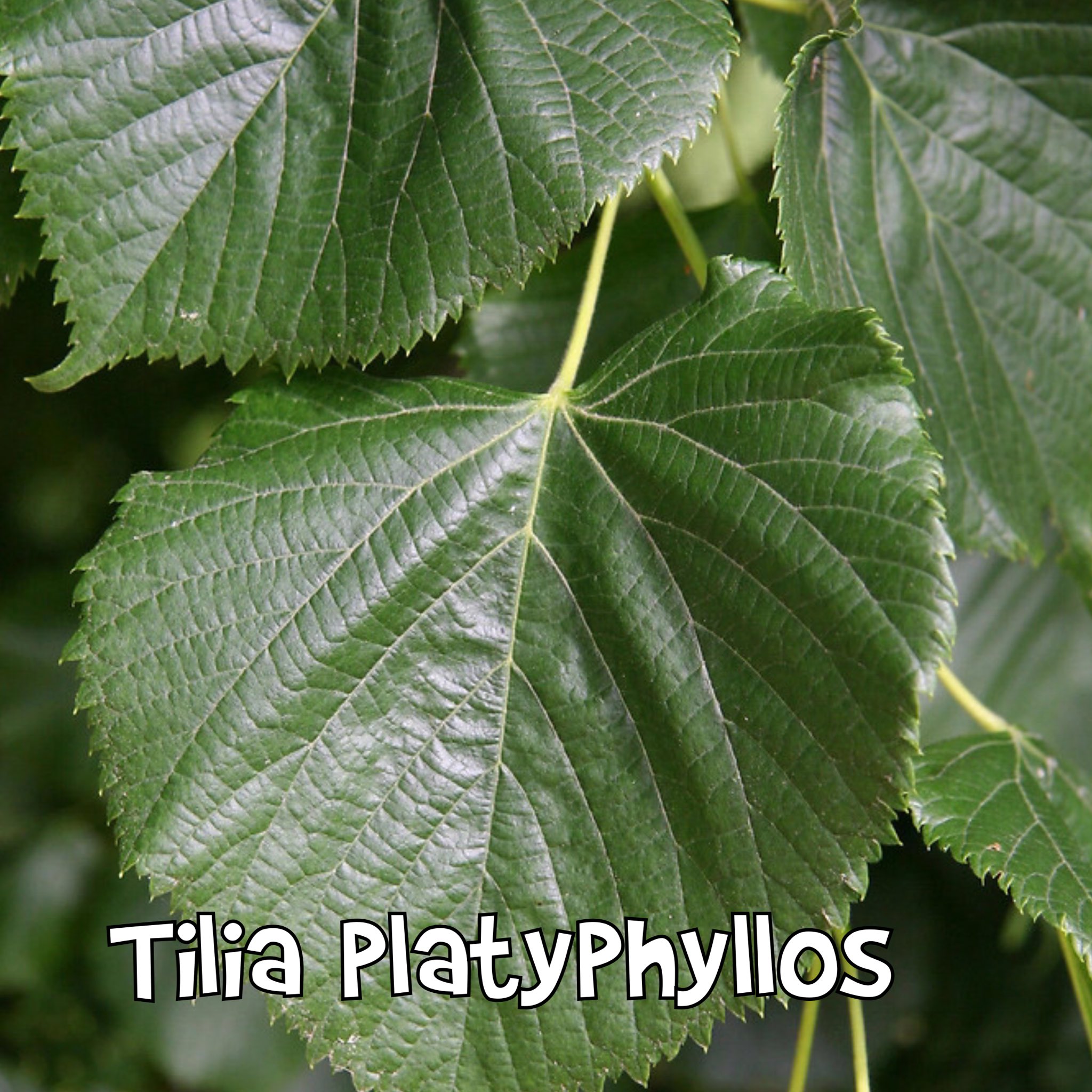 Липа крупнолистная Tilia platyphyllos