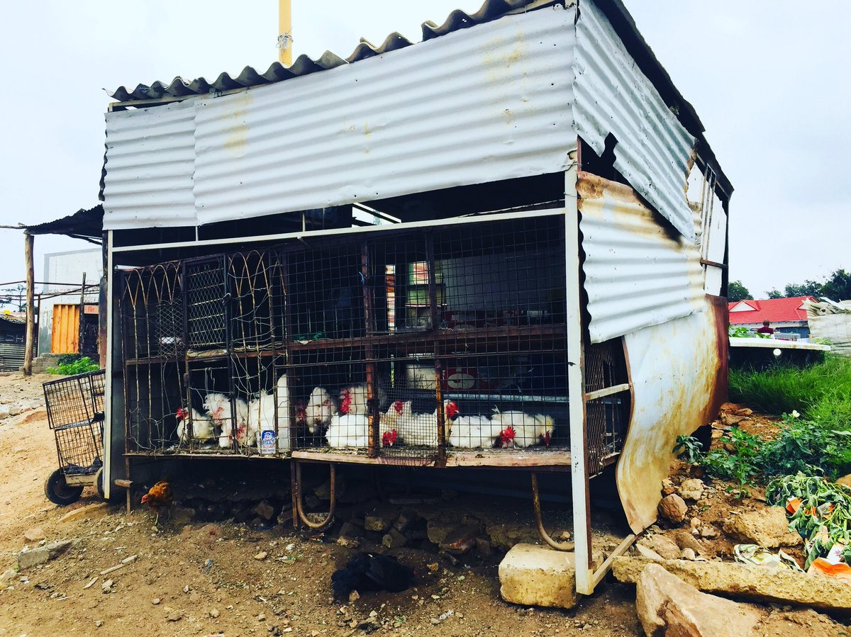 Letsgetlost_SA's tweet photo. It’s #TravelTuesday and ofcuz we had to share more snaps from our recent Soweto Tour with GeoTripz 

An amazing platform offering authentic local experiences. 

#GeoTripz #LocalTourism #Soweto #LocalIsLekker https://t.co/DN555r0gSt