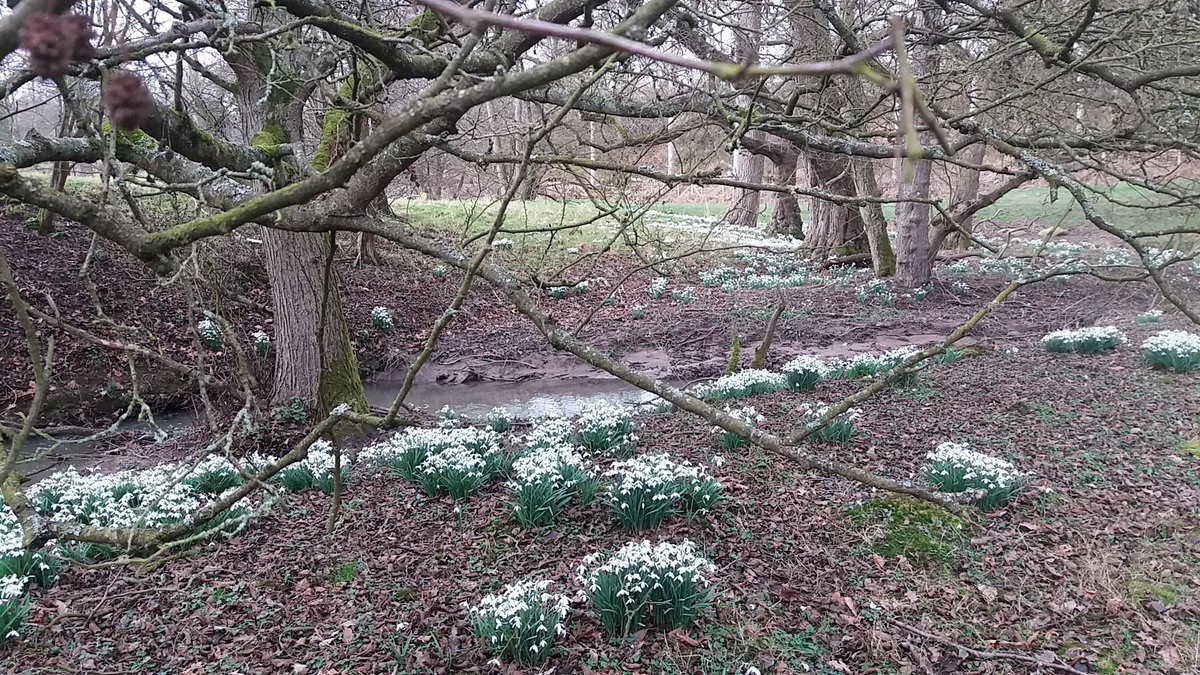 AliShrops's tweet photo. If you're doing snowdrops around Cound take some change for the 2nd hand bookshop honesty box by the Guildhall! https://t.co/SIuqIR7DcW