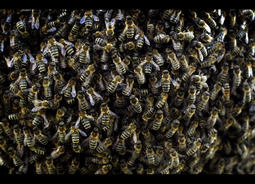 Le déclin des insectes, pire épisode d’extinction depuis les dinosaures basseychelles.wordpress.com/2019/02/12/le-…