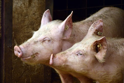 #Suinicoltura, le sfide del 2019: #nitrati, #benessere animale e #sanità degli allevamenti 🐷 | se ne parlerà venerdì 15 Feb. a CremonaFiere.
Scarica il programma completo del convegno >> bit.ly/2SCzlwH