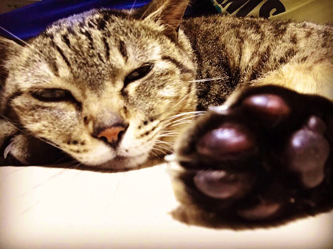 applewine68's tweet photo. 肉球〜〜🐾

寒い❄️日は…
暖かい家が1番だニャン😻

#猫のいる暮らし
#猫好きさんと繋がりたい
#猫写真 https://t.co/fQ2vD2o3eb