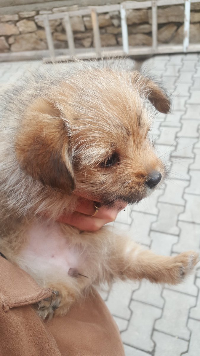 65 günlük Pomerinian yavrusu tüm sağlık kontrolleri yapılmıştır. Sahiplenmek isteyen dm atsın :)