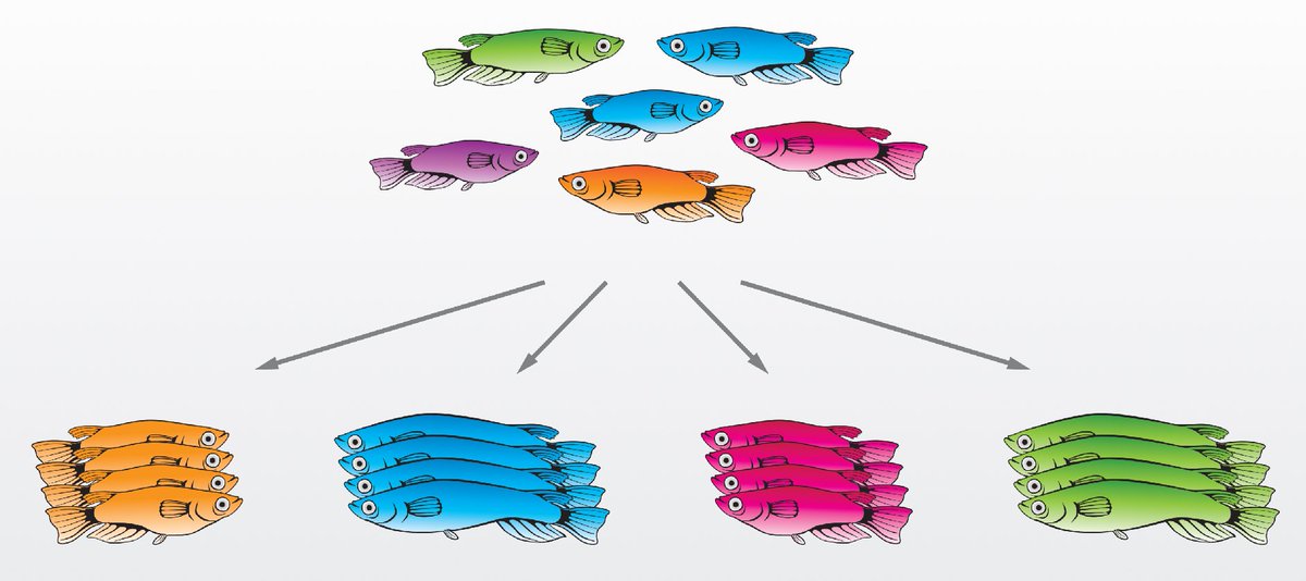 Interested in the genetics of individuality? 𝗣𝗼𝘀𝘁𝗱𝗼𝗰 and 𝗣𝗵𝗗 𝗽𝗼𝘀𝗶𝘁𝗶𝗼𝗻𝘀 available in the @WittbrodtLab to take full advantage of the first verebrate inbred panel (IndiGene) @COSHeidelberg with @emblebi #ERCSyG #medaka #GWAS #genetics #SNP