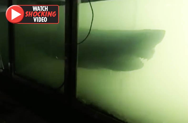 Daily Star On Twitter Body Of Huge Great White Shark Filmed Ominously Floating In Abandoned Wildlife Park Https T Co K8mdq3j930
