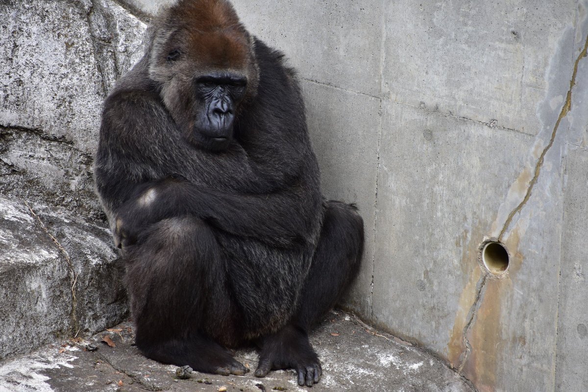 けものフレンズ２ 科学考証まとめ 3ページ目 Togetter