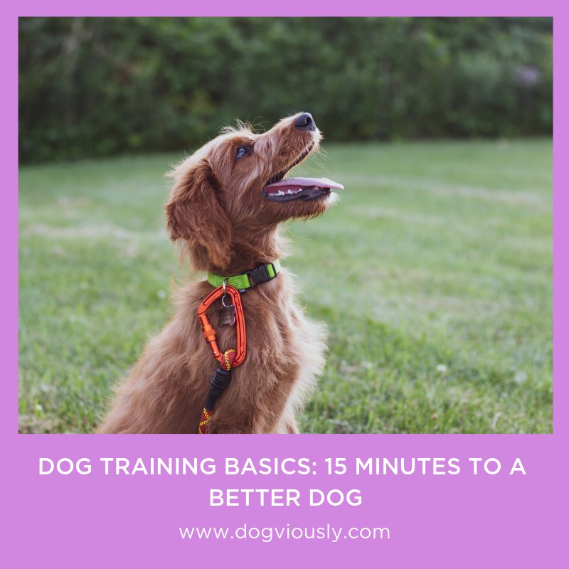 dogviously's tweet image. If you use the right training techniques, you can see incredible results with just fifteen minutes of training per day! There are so many great ways and training styles. Read our blog to discover more. 
goo.gl/QGvr3F