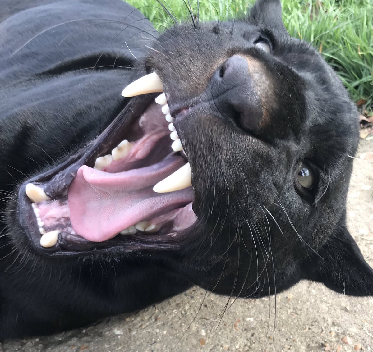 Double Bubble - it’s tongue and teeth out Tuesday from little old me!! Hahaha! #mayathejaguar 🖤🐾 #bigcatsaboutthehouse #tot #tongueouttuesday #teethouttuesday #thatfacetho #bigteeth @TheBigCatSanct