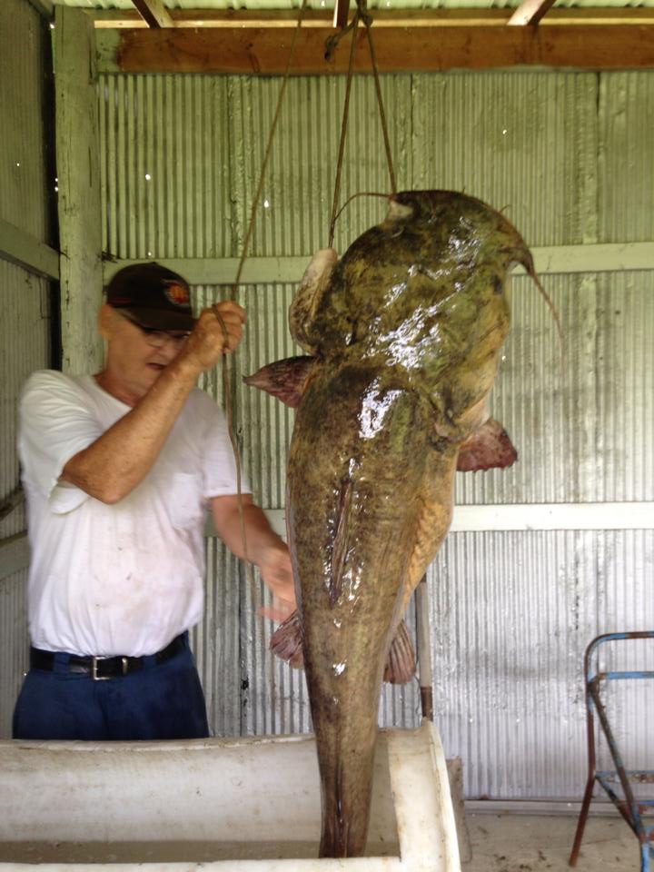 MemphisNet's tweet image. We had to share this picture from Bill, our customer. He makes hoop nets and catches monster catfish. All in day's work for Bill. #memphisnetandtwine #catfish #fishing