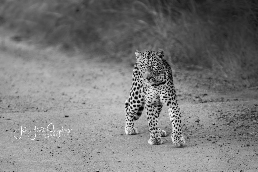 Another magnificent capture from wildlife photographer Jan-Joost Snijders! Photographed in the #Onguma Nature Reserve....