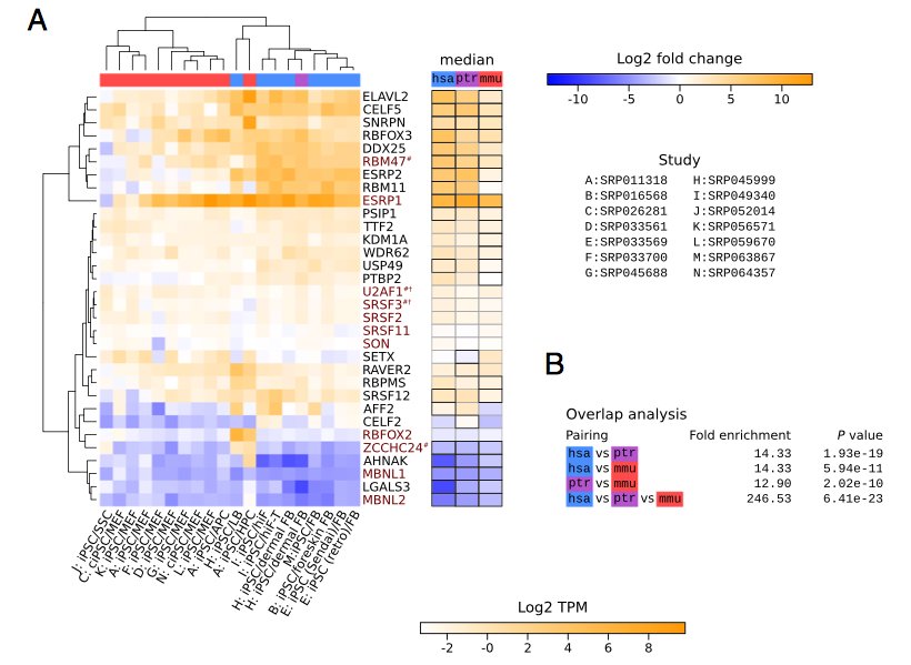 ensembl's tweet image. Conserved changes in splicing factors in #cancer cells across 3 species 🐒🐭👫 - Genes ESRP1 &amp;amp; ESRP2, accelerate #somatic reprogramming by altering #isoform expression characteristic of #mesenchymal to #epithelial changes. #cancer #CitedEnsembl @uniqueG24 buff.ly/2HXj7df