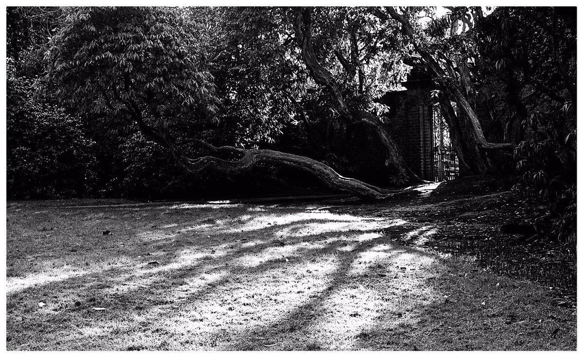 Light spilling out <a href="/ILFORDPhoto/">ILFORD PHOTO</a> #FP4 #ilfordfp4 #ilfordfilm #ilfordphoto #filmphotography #filmphoto #believeinfilm #ishootfilm #filmphotographic